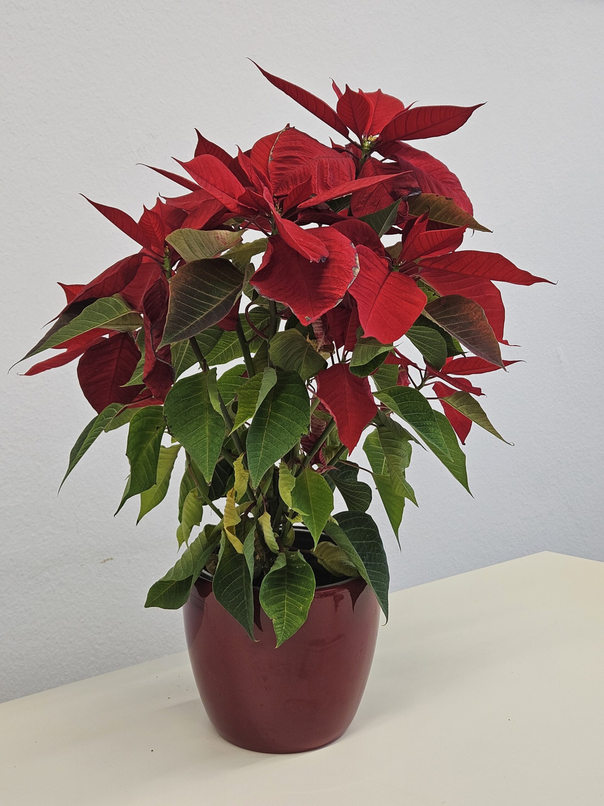 Mehr über den Artikel erfahren Fröhliche Weihnacht am Fridericianum